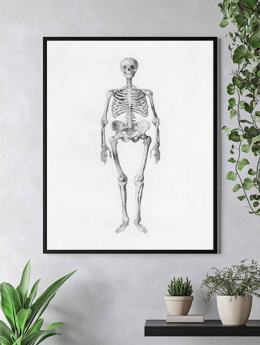 Human Skeleton, Anterior View. — room view 4