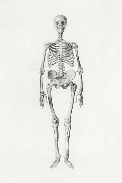 Human Skeleton, Anterior View.