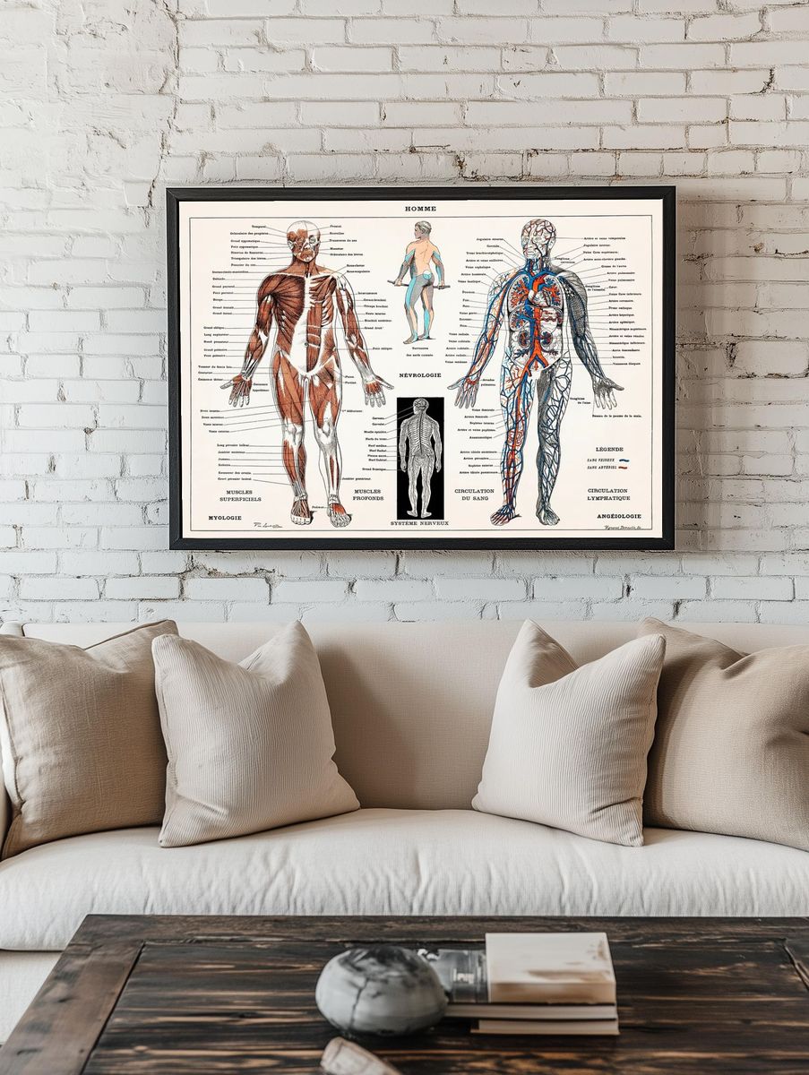 antique illustration human nervous system. room preview