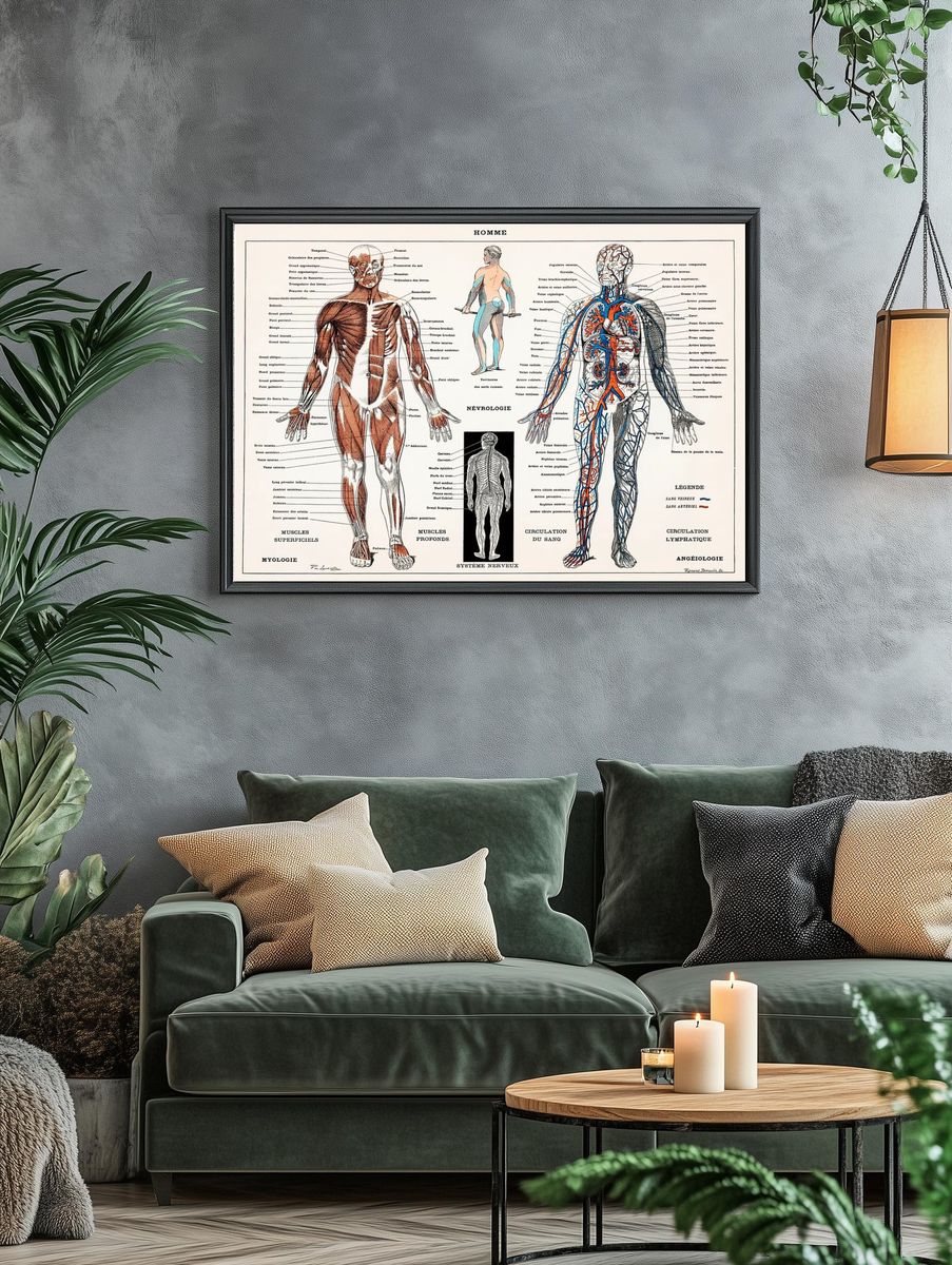 antique illustration human nervous system. — room view 4