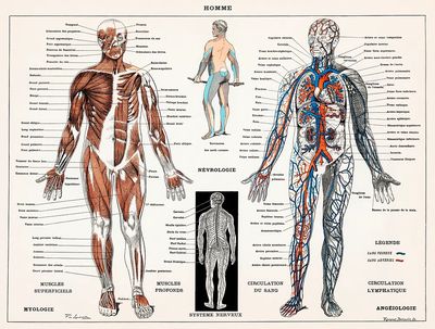 antique illustration human nervous system.