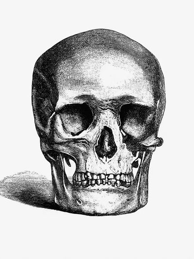 Vintage European style skull engraving.