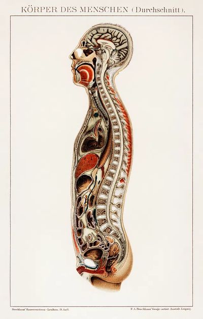 Korpers Des Menschen (1898), antique.