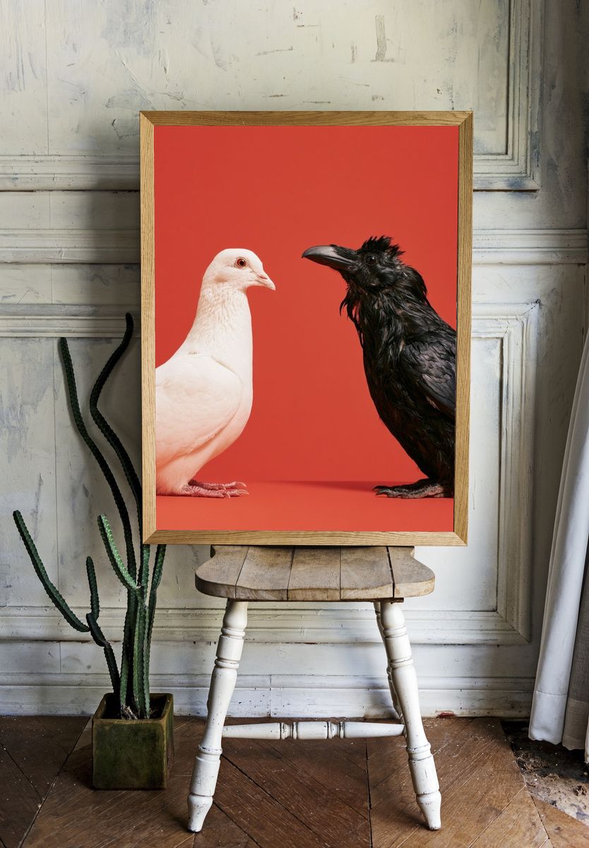 White Dove and Raven Photography Poster. room preview