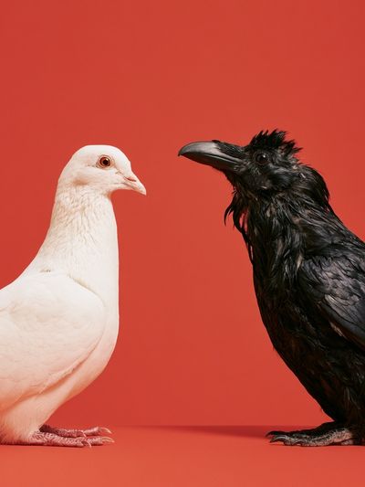 White Dove and Raven Photography Poster.