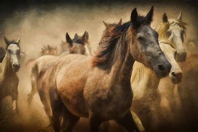 Free herd horses digital art. poster