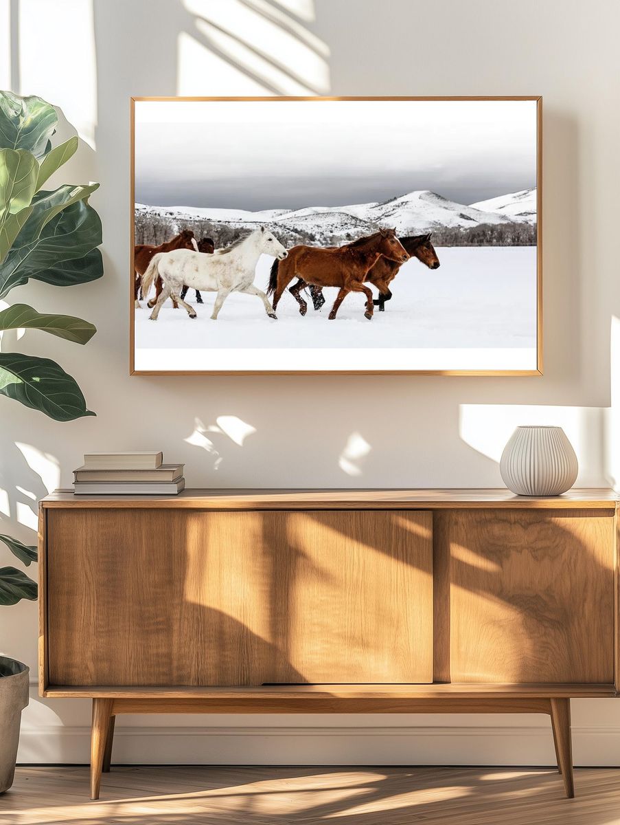 mixed herd wild domesticated horses. — room view 3