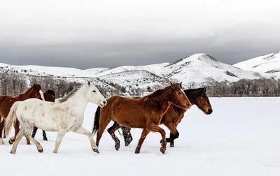 mixed herd wild domesticated horses.