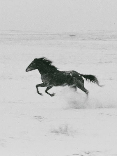 Running Horse Black-White Poster.