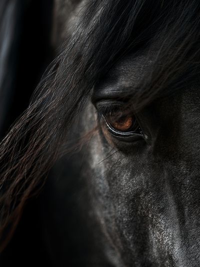 Black Horse Portrait Print.