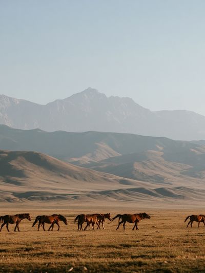 Wild Horses in Mountain Valley Poster.