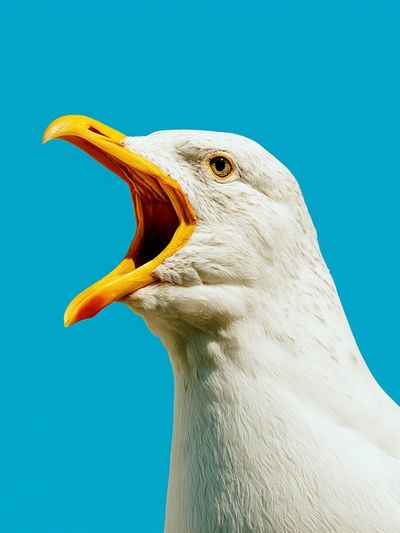 Seagull Portrait Photography Poster.