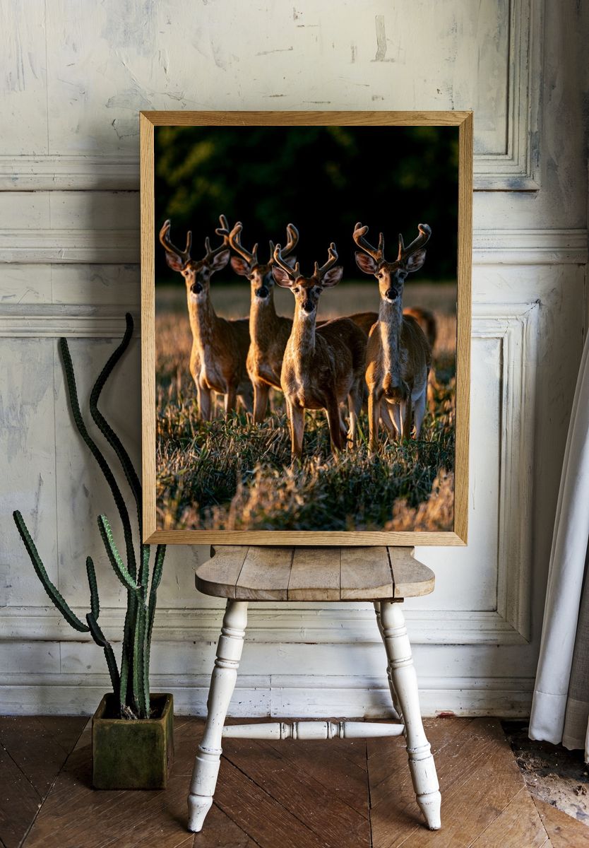 Deer in Golden Field Photography Poster. room preview