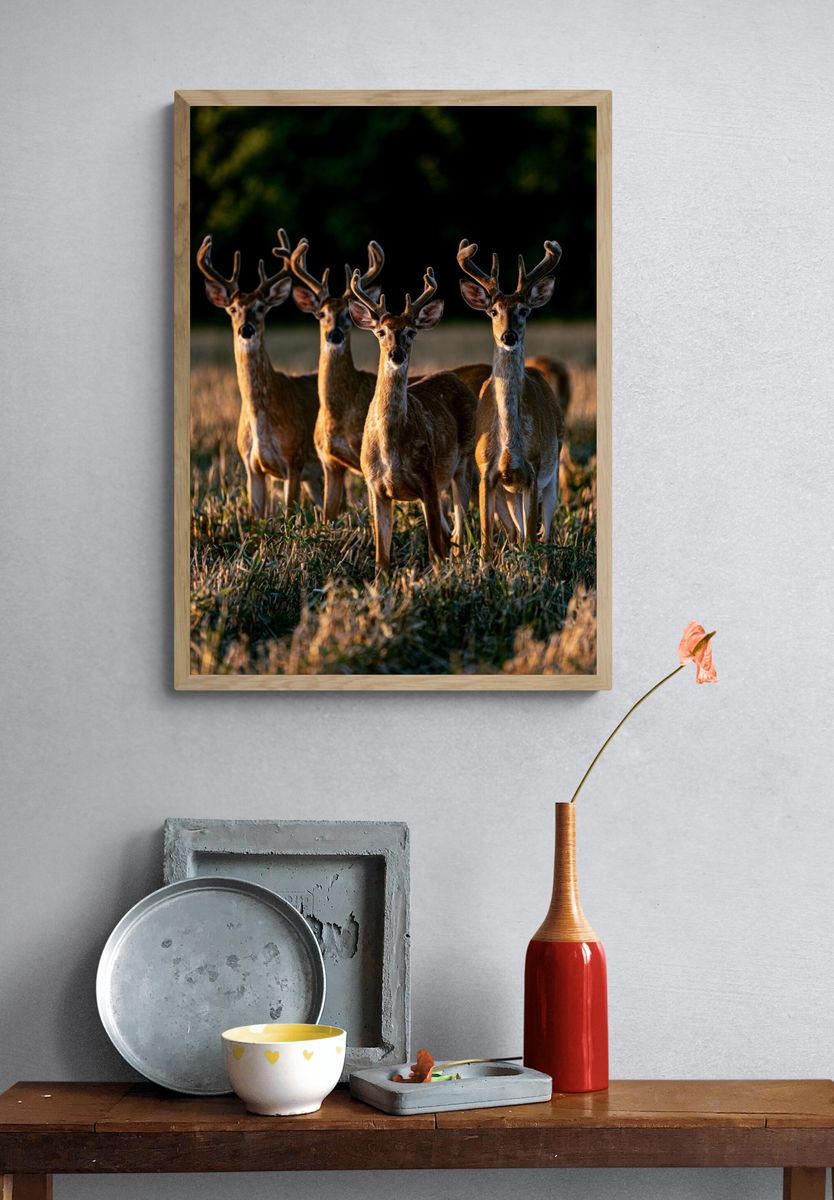 Deer in Golden Field Photography Poster. — room view 3