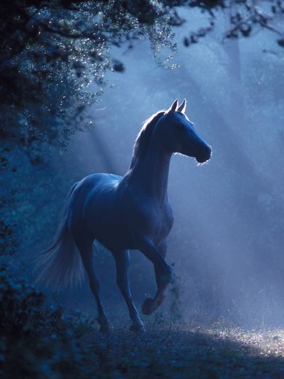 Moonlit Horse Forest Photography Poster. poster
