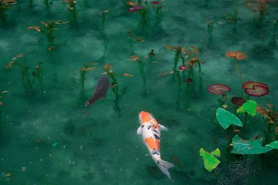 Japanese Koi.