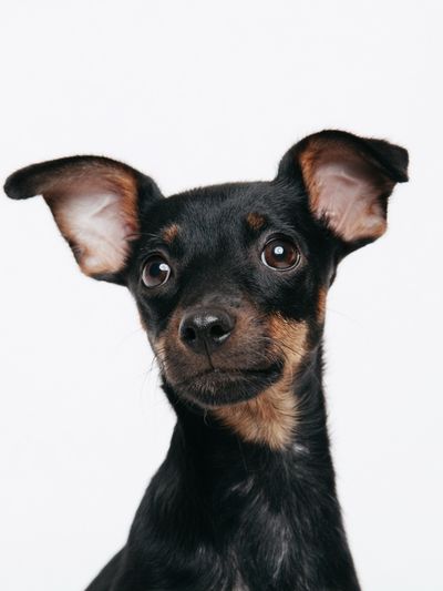 Curious Puppy Portrait Print.