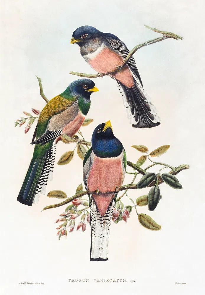 Trogan variegatus (1804–1908) print high. poster detail