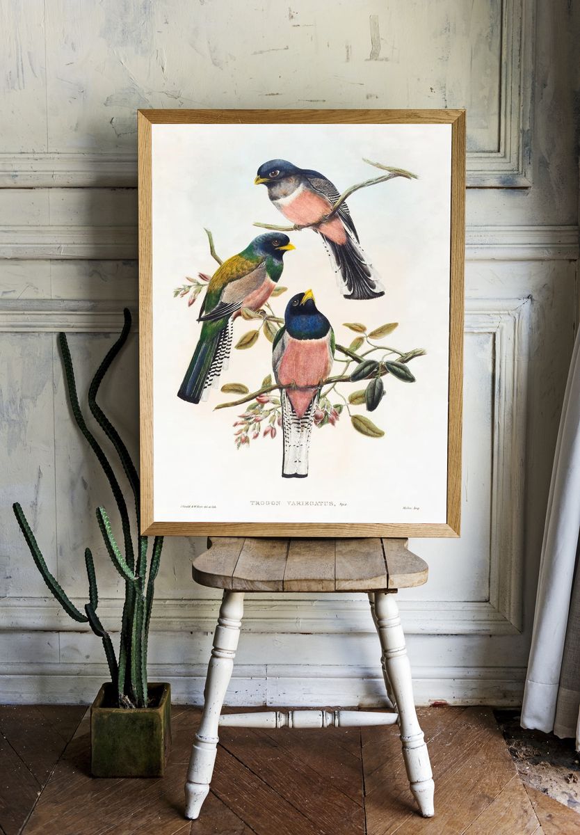 Trogan variegatus (1804–1908) print high. — room view 1