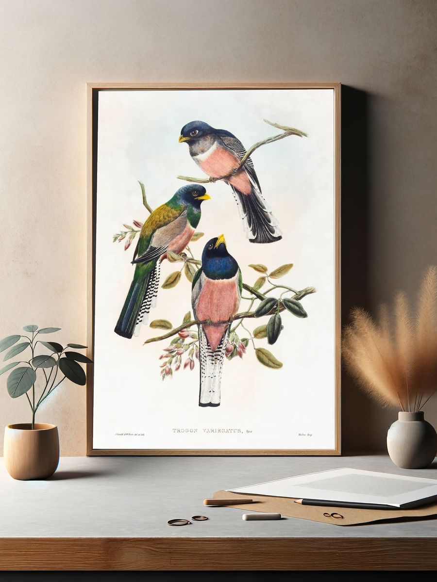 Trogan variegatus (1804–1908) print high. — room view 2