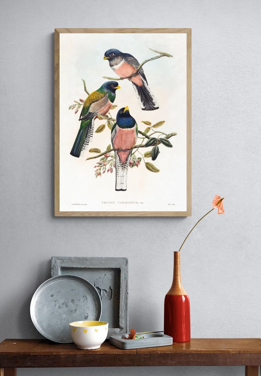 Trogan variegatus (1804–1908) print high. — room view 3