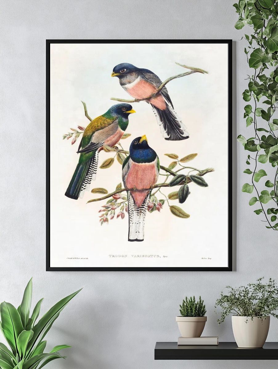 Trogan variegatus (1804–1908) print high. — room view 4