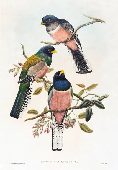 Trogan variegatus (1804–1908) print high. poster print