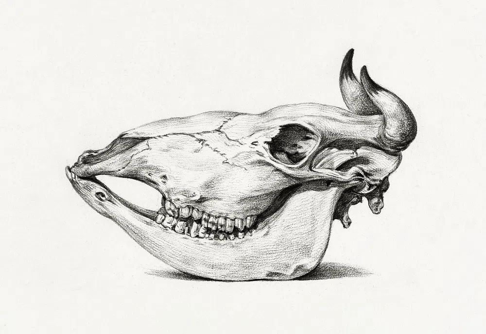 Skull cow (1816) Jean Bernard. poster — animals art