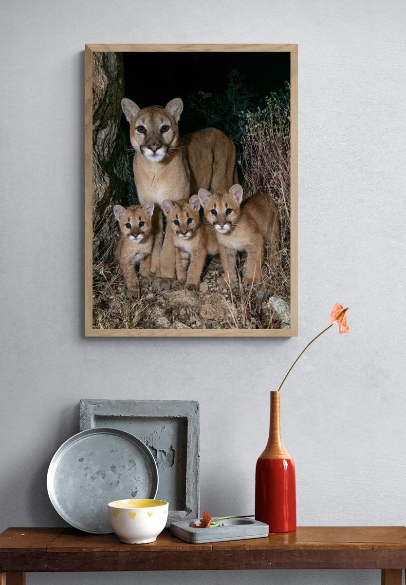 Mountain Lion Family Photography Poster. — room view 3