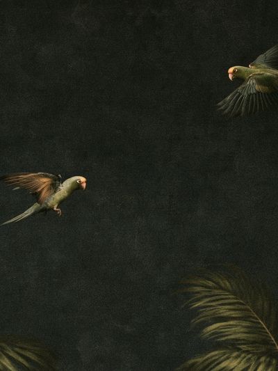 Tropical Parrots in Flight Poster.
