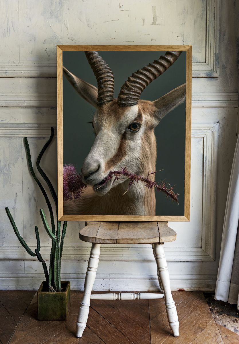 Antelope Portrait Photography Poster. room preview