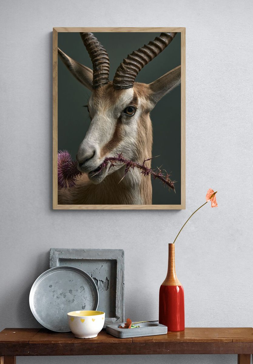 Antelope Portrait Photography Poster. — room view 3