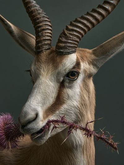 Antelope Portrait Photography Poster.