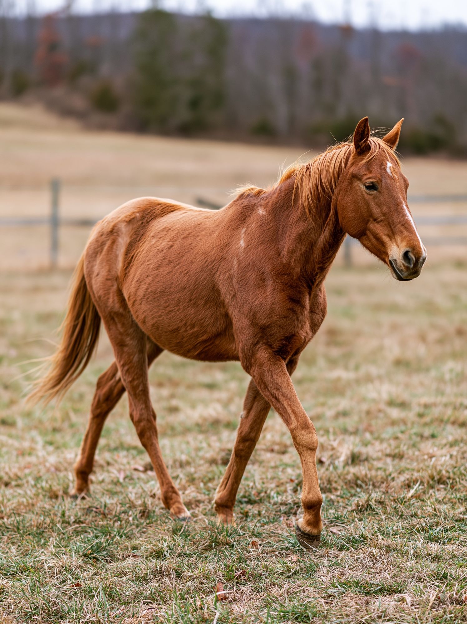 Chestnut Horse Photography Poster. poster — animals art