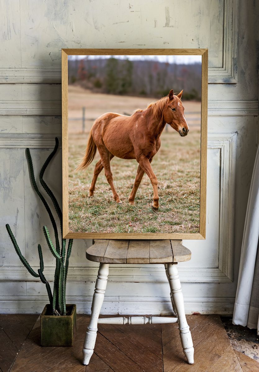 Chestnut Horse Photography Poster. — room view 1