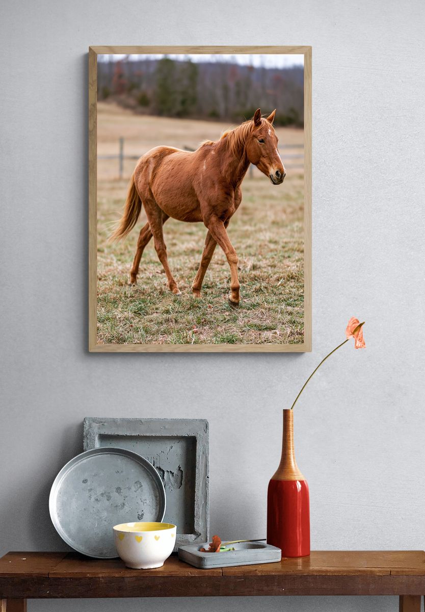 Chestnut Horse Photography Poster. — room view 3