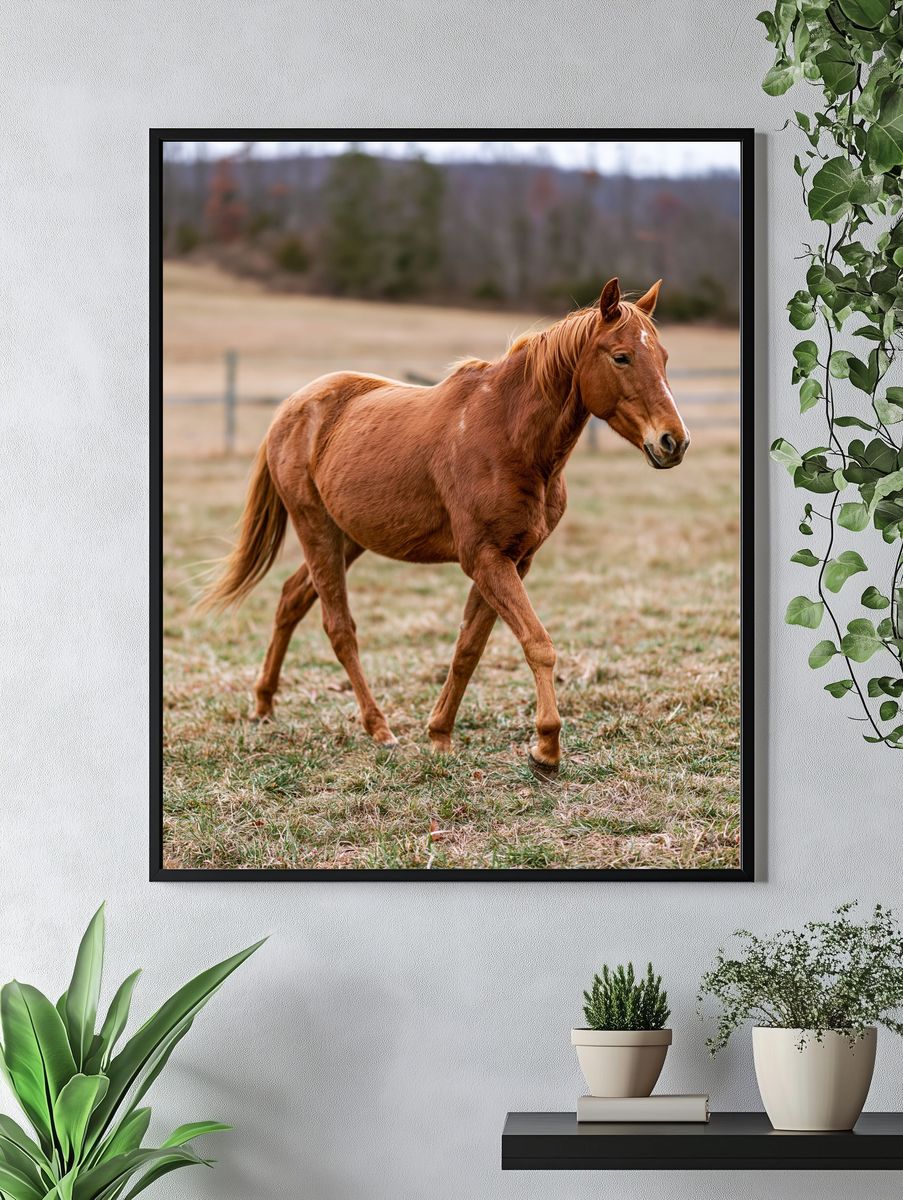 Chestnut Horse Photography Poster. — room view 4