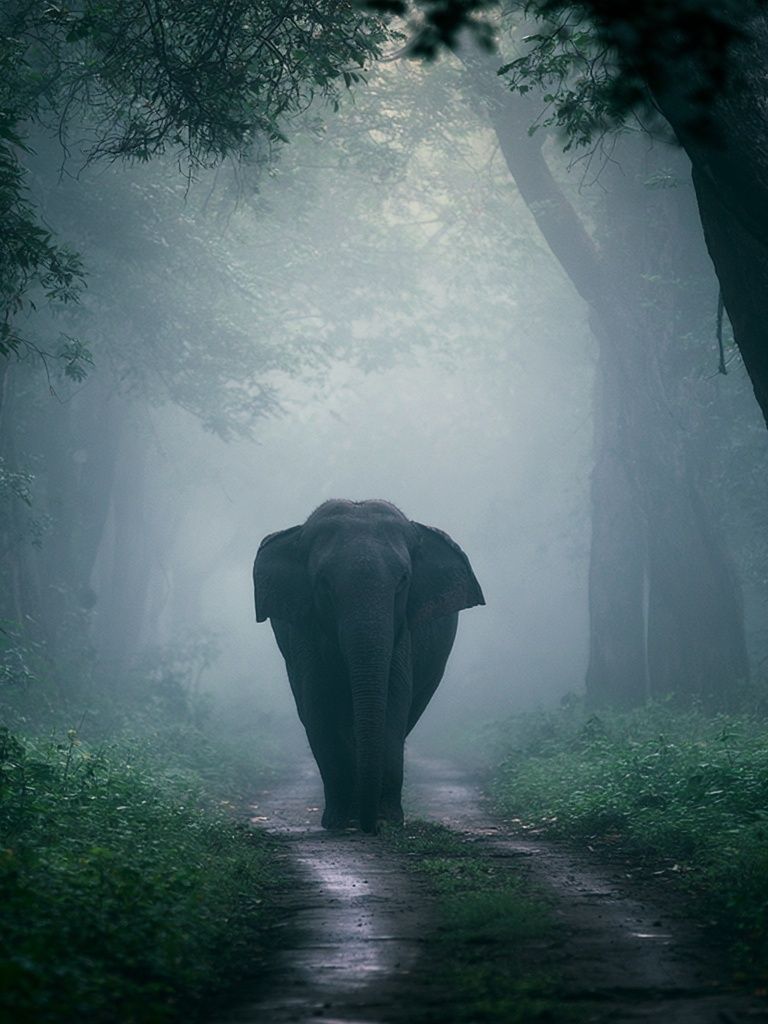 Misty Elephant Forest Poster. poster detail