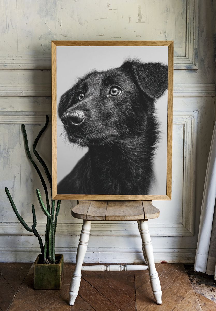 Black Dog Portrait Print. — room view 1
