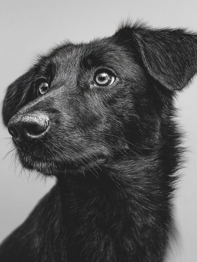 Black Dog Portrait Print.