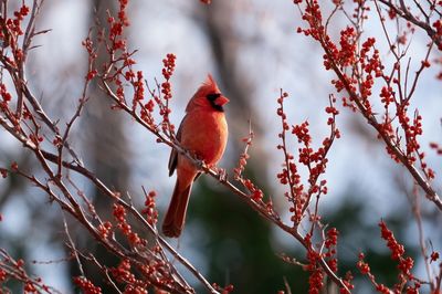 Cardinal in Winter Berries Poster.