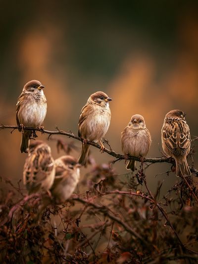 Sparrows on Branch Photography Poster.
