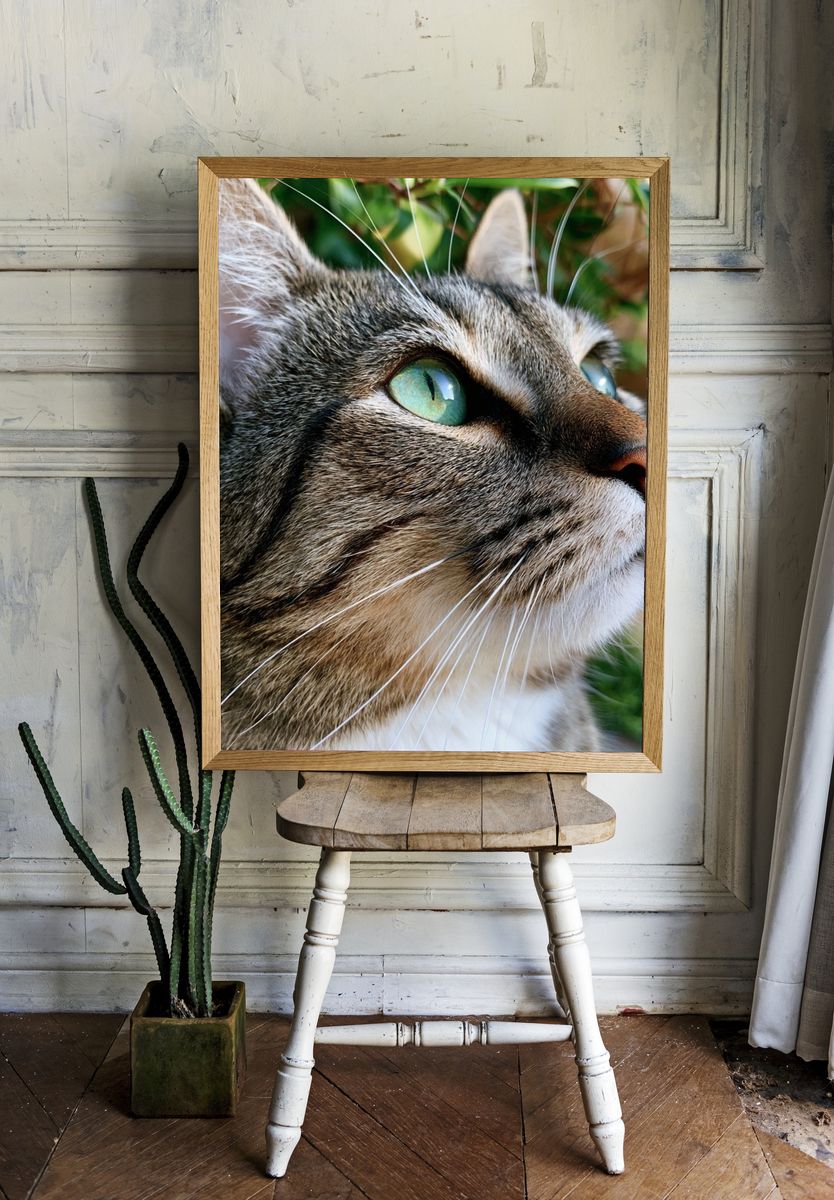 Tabby Cat Portrait Photography Poster. — room view 1
