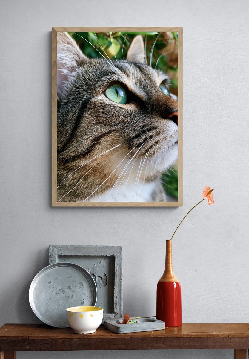 Tabby Cat Portrait Photography Poster. — room view 3