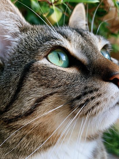 Tabby Cat Portrait Photography Poster. poster