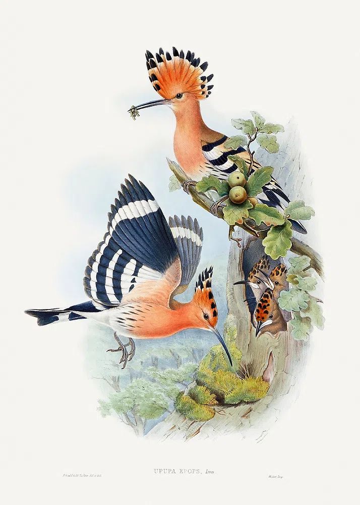 Heliomaster Angelae (1849–1887) print high. poster — animals art