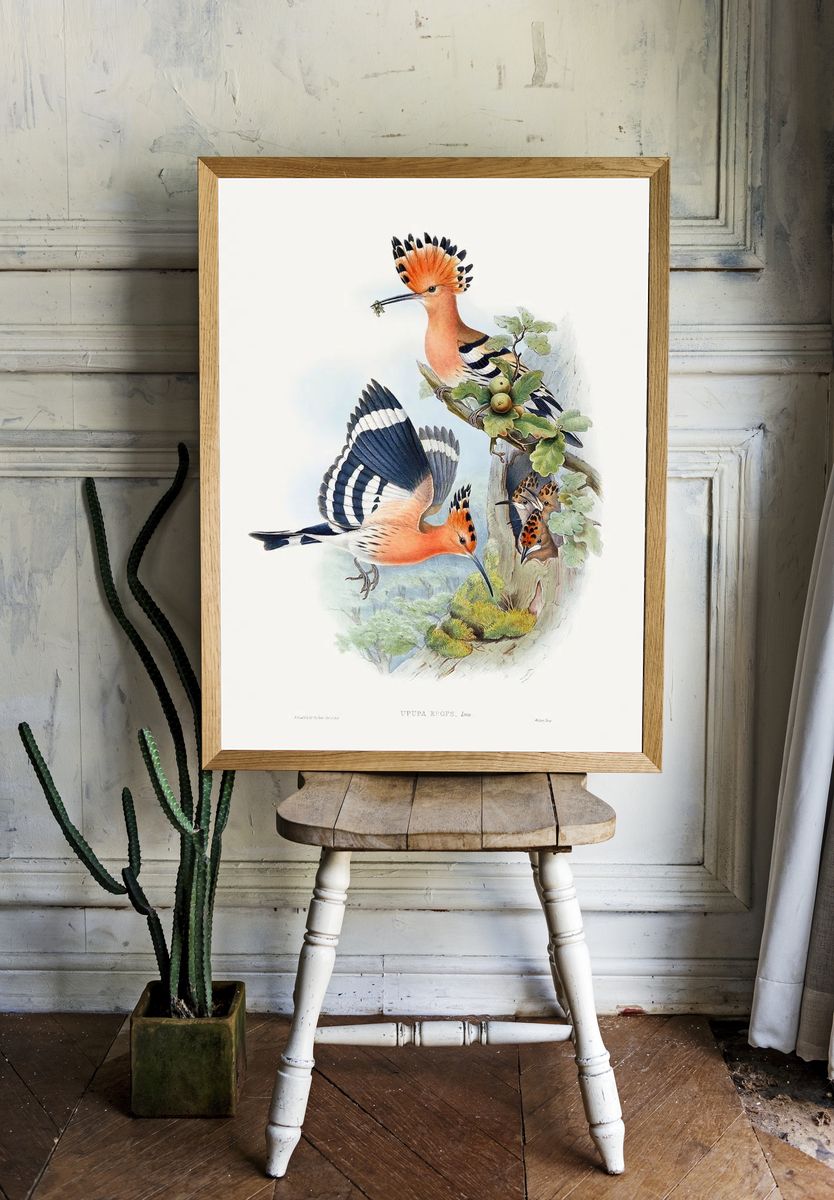 Heliomaster Angelae (1849–1887) print high. room preview