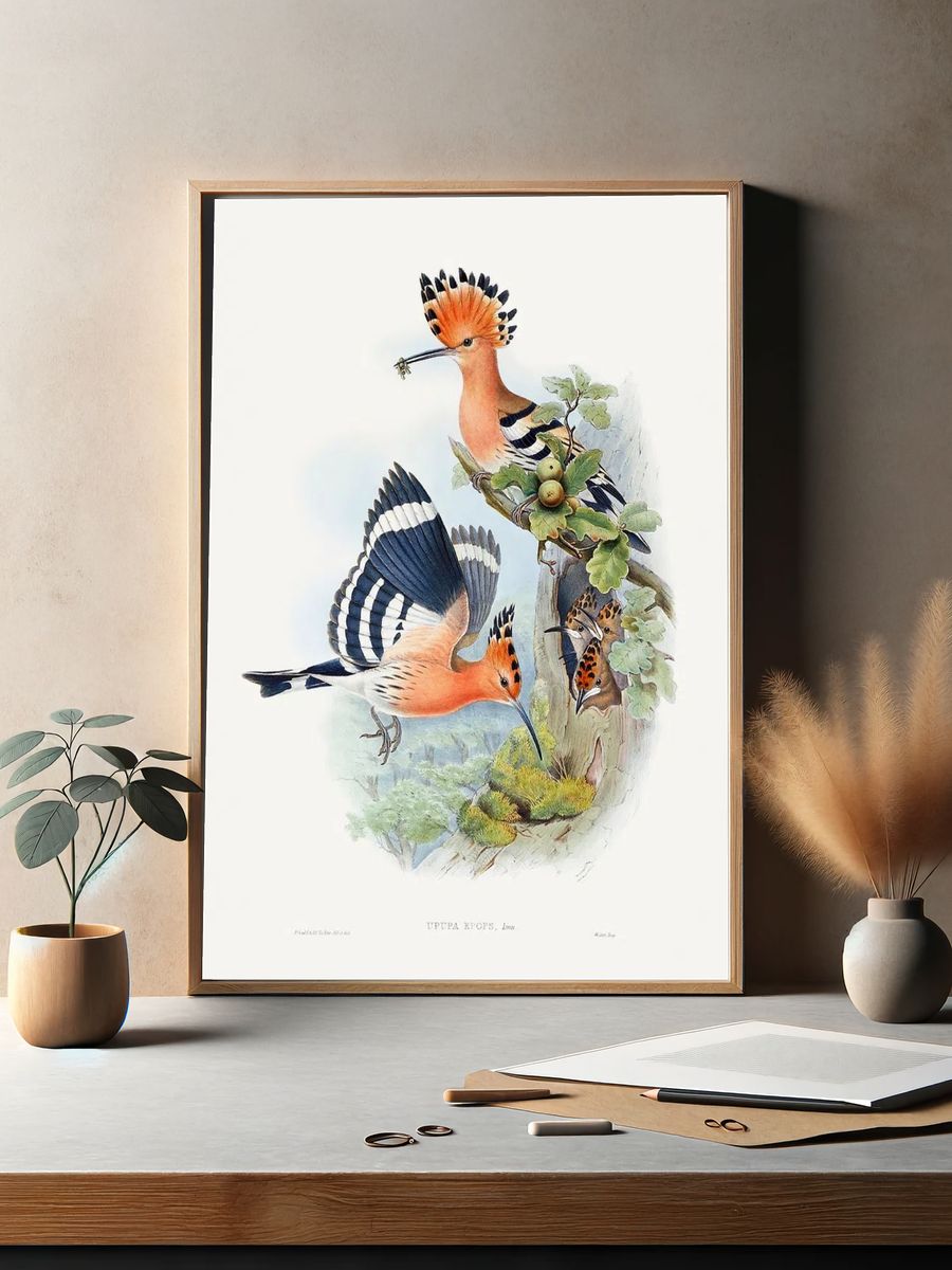 Heliomaster Angelae (1849–1887) print high. — room view 2