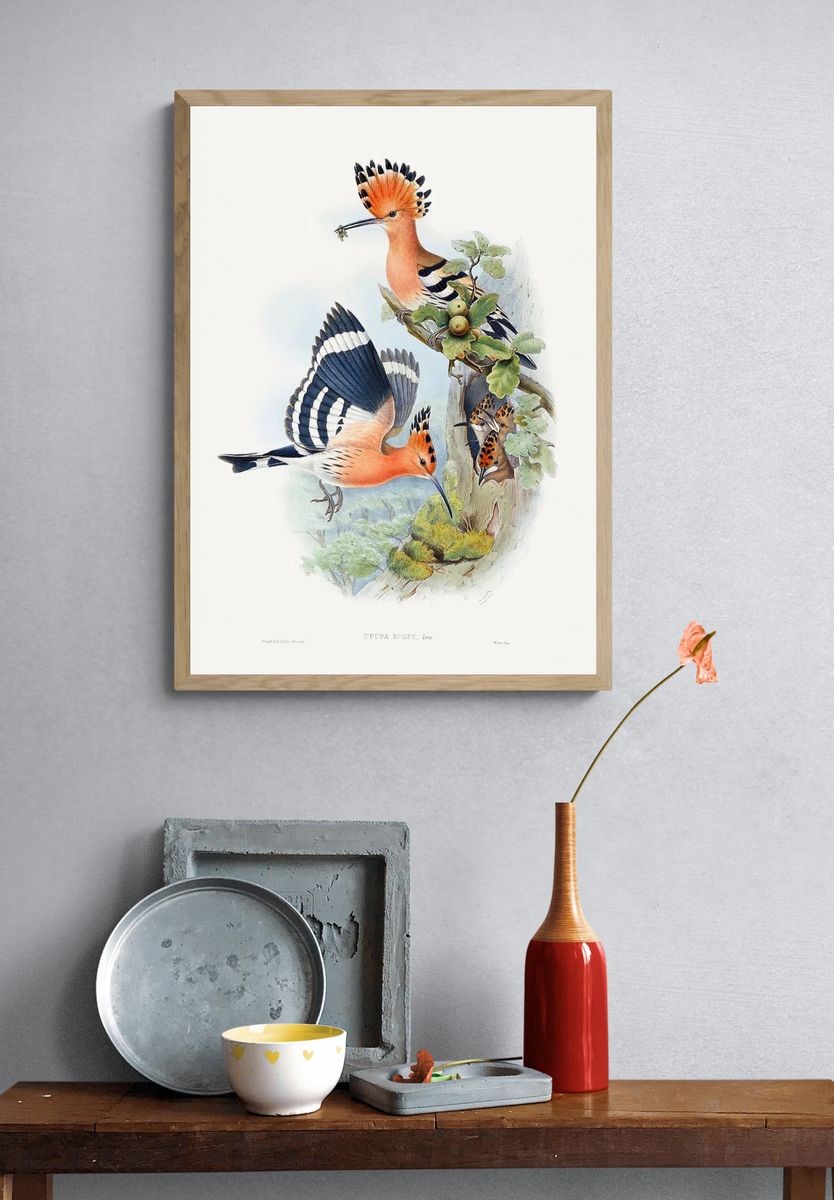 Heliomaster Angelae (1849–1887) print high. — room view 3