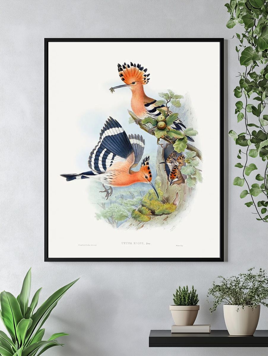 Heliomaster Angelae (1849–1887) print high. — room view 4